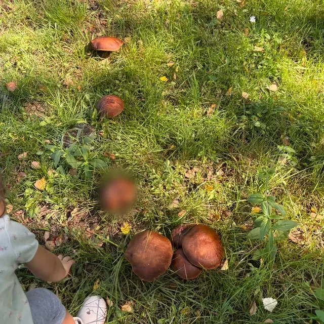 Grzyby w trawie na polanie