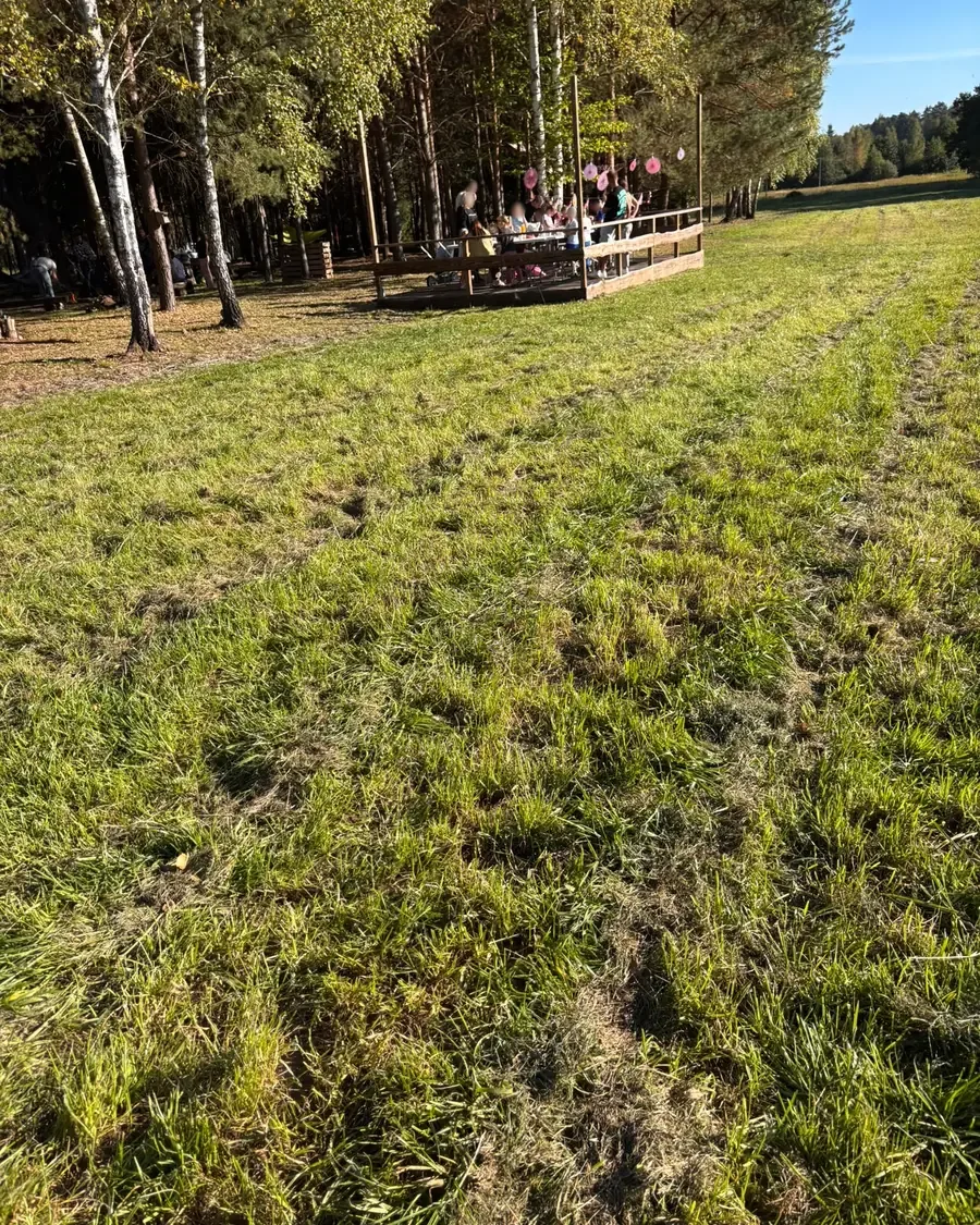 Szeroka leśna polana w słońcu, w tle drewniany podest i las